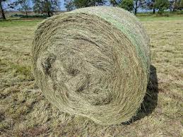 Eragrostis A-Grade 1.3m rolls