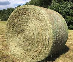 Teff 1.3m rolls